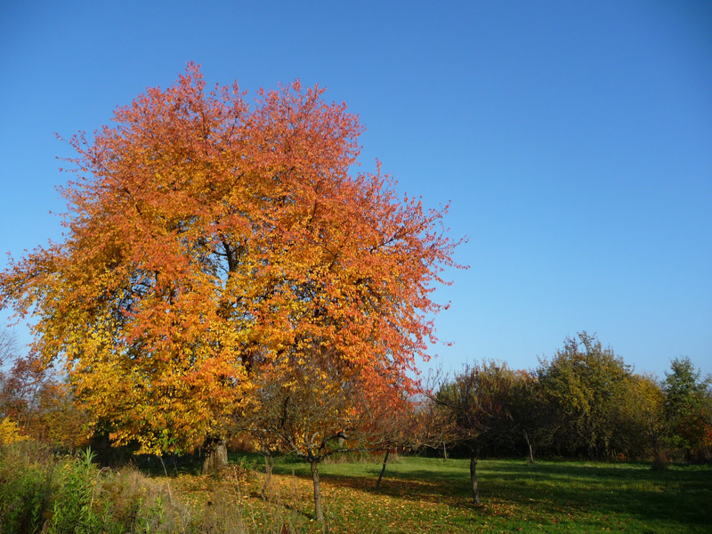 Begleitung in der spirituellen Weiterentwicklung Blick auf Wiese mit Kirschbaum in Herbsfärbung vor blauem Himmel