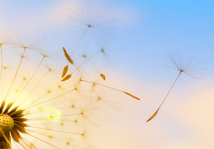 Ihre Ergänzung zu Psychotherapie, dem Psychotherapeuten Löwenzahnblüte / Pusteblume, bei der die Samen weg fliegen