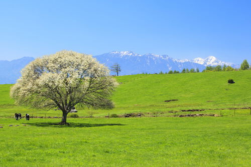 Blick auf einen blühenden Baum auf einer Wiese, die Alpen noch mit Schnee im Hintergrund, strahlend blauer Himmel