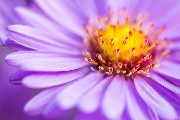 Violette Blüte einer Margarite in Großaufnahme